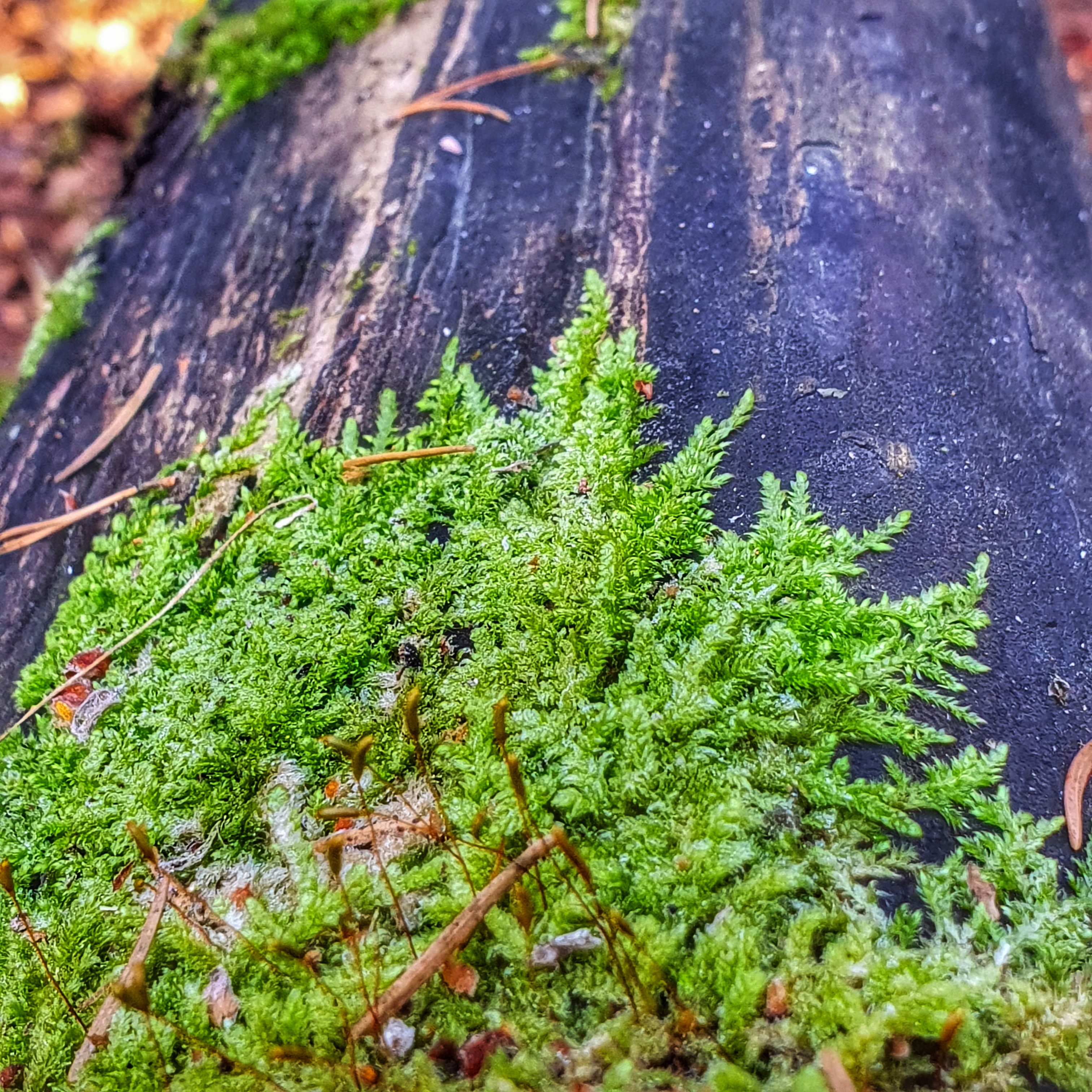 Dengronaguiden_rocklunda_naturvandring_20220125_121458-01