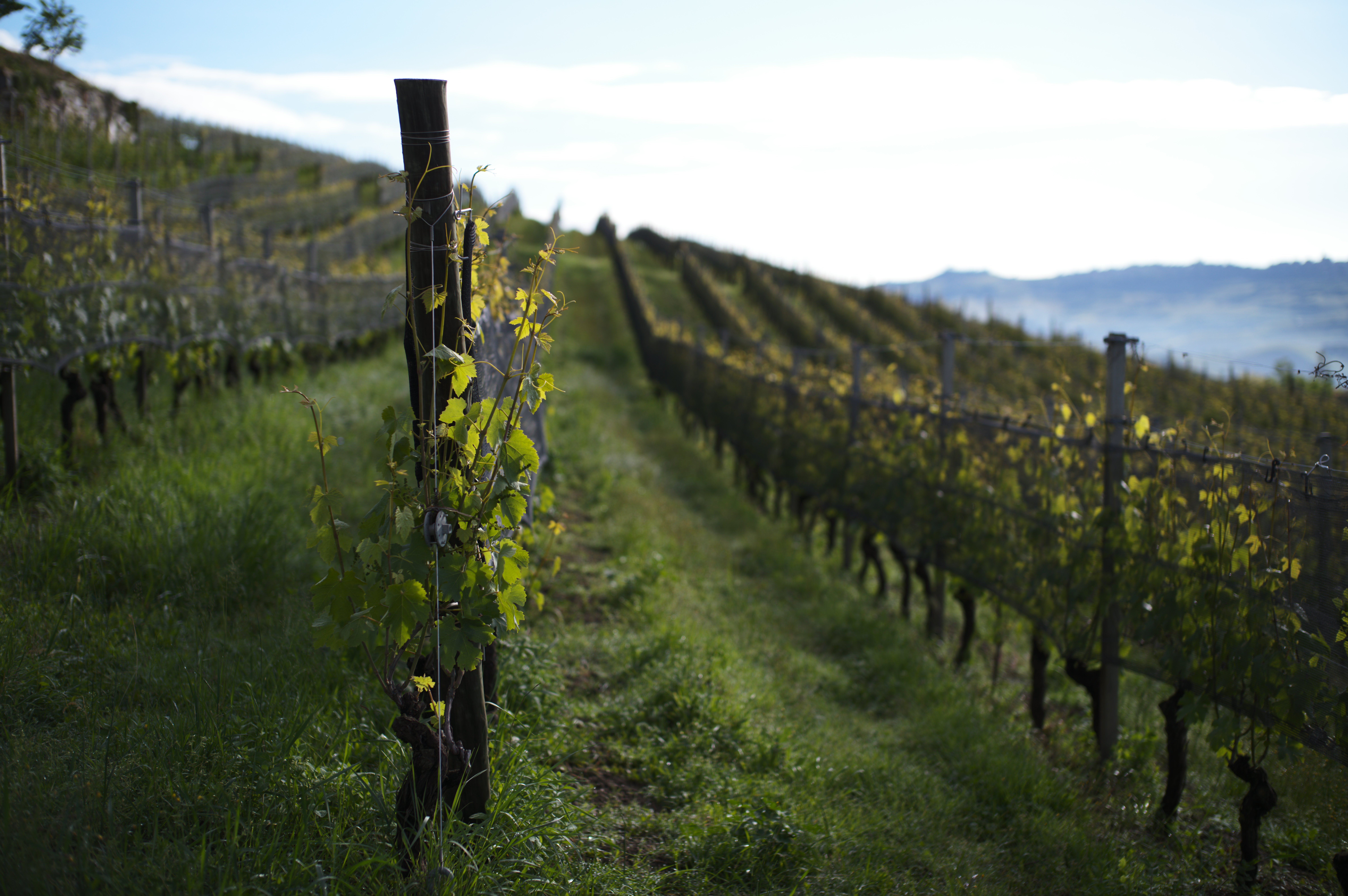 winemakers 22:10