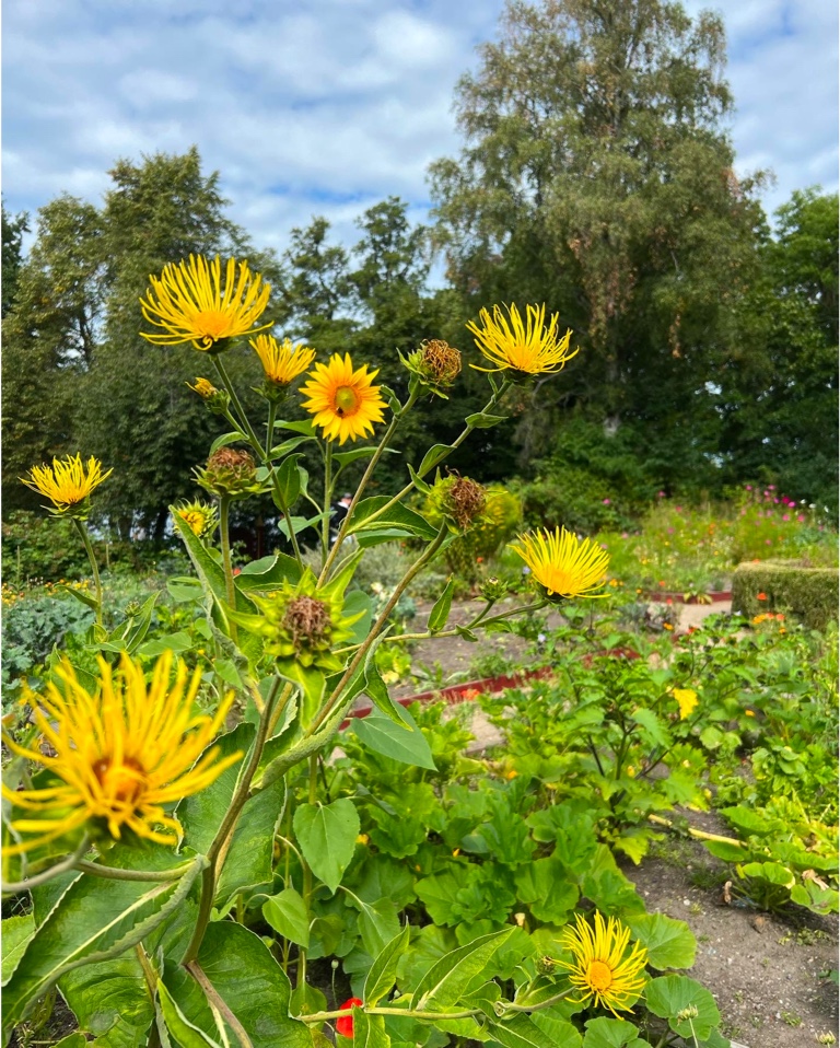 En gul blomma i en trädgård