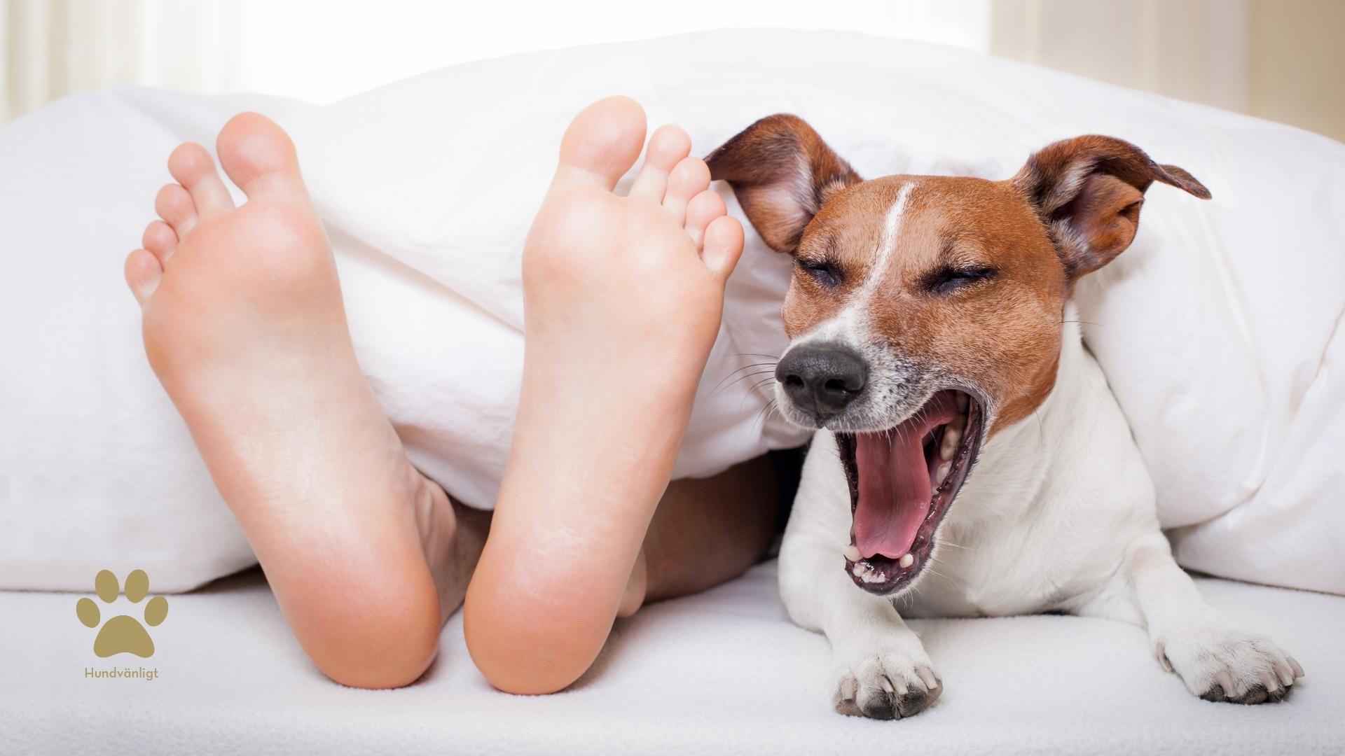 En hund som ligger på en säng med munnen öppen - Lejondals Slott