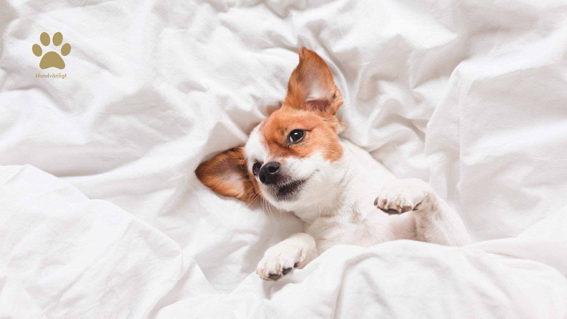 En hund som ligger på en säng