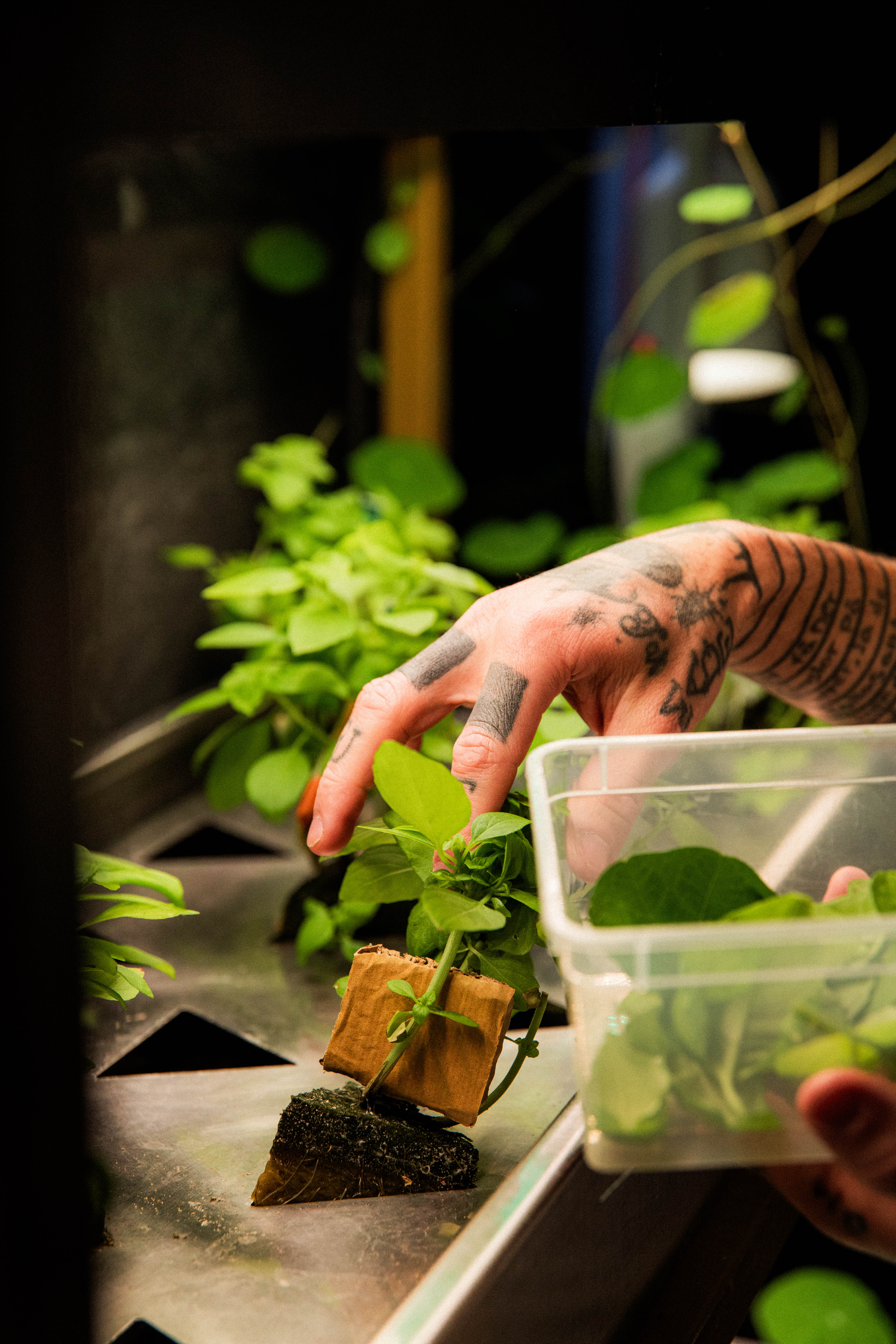 Fresh herbs from Hobo Hotel’s high-tech indoor garden in central Stockholm for a sustainable food and drink menu.