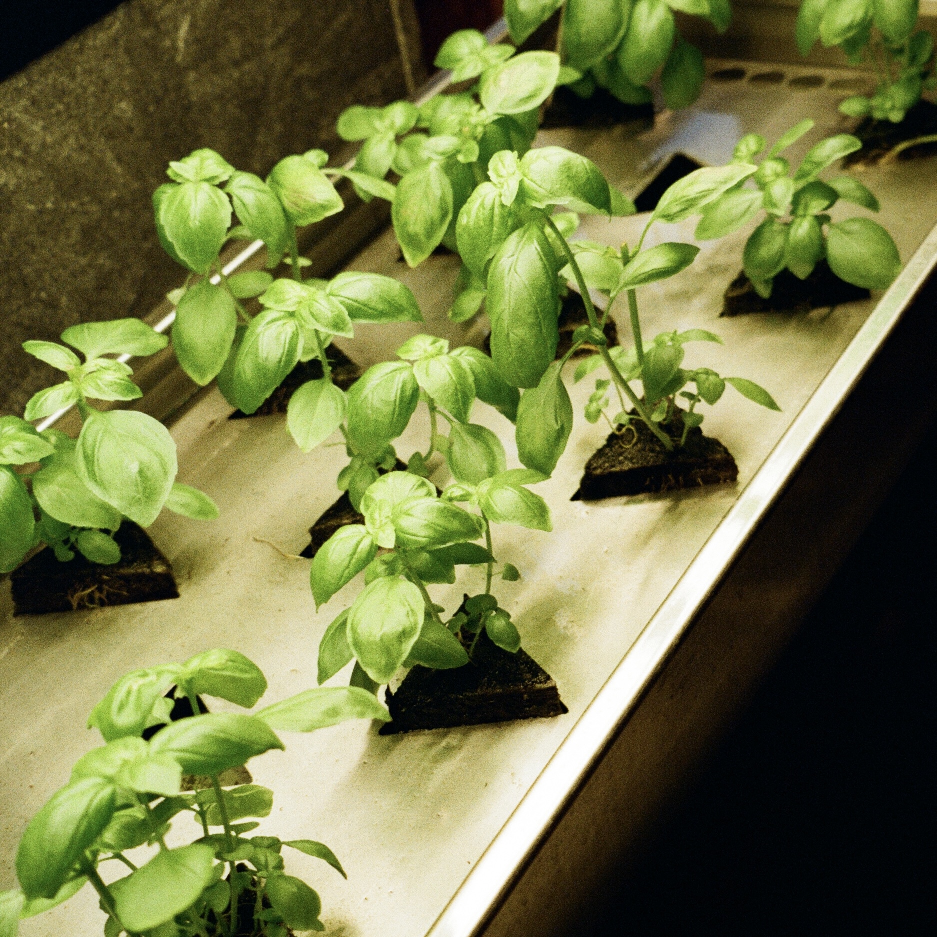 Färsk basilika från Hobo Hotels högteknologiska inomhusträdgård i centrala Stockholm för en hållbar mat- och dryckesmeny.