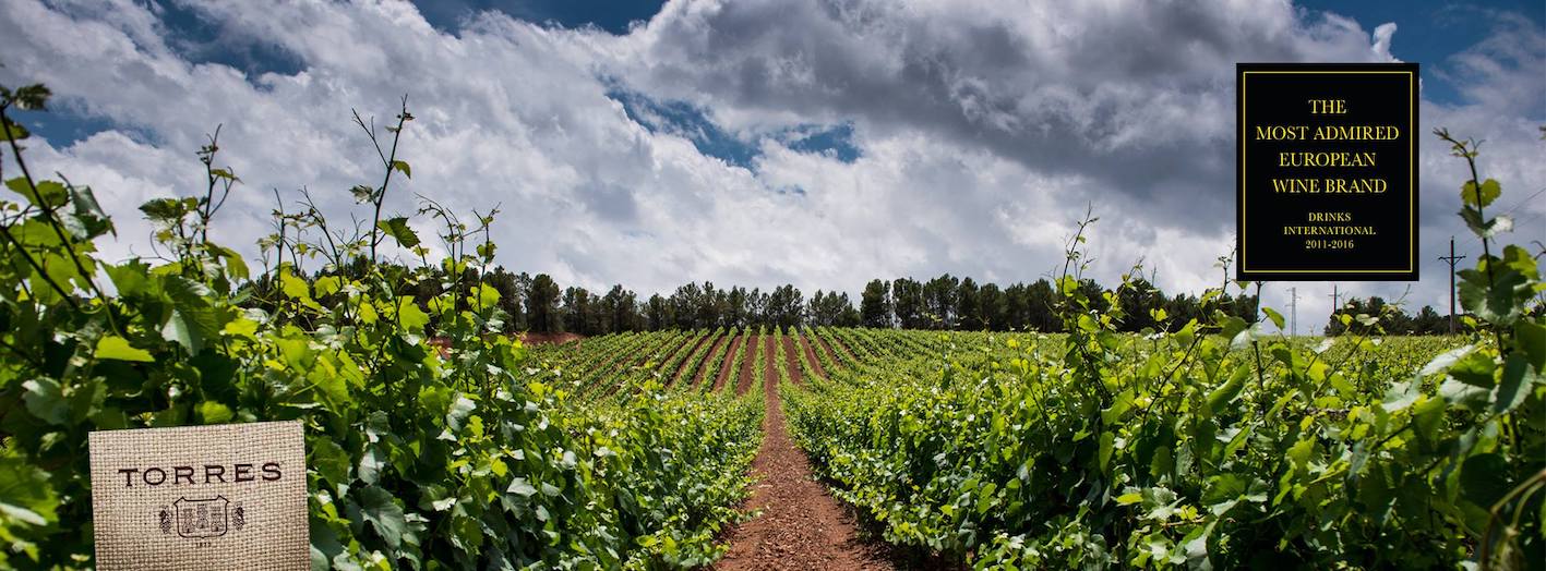 Familia-Torres-vineyard ändrad
