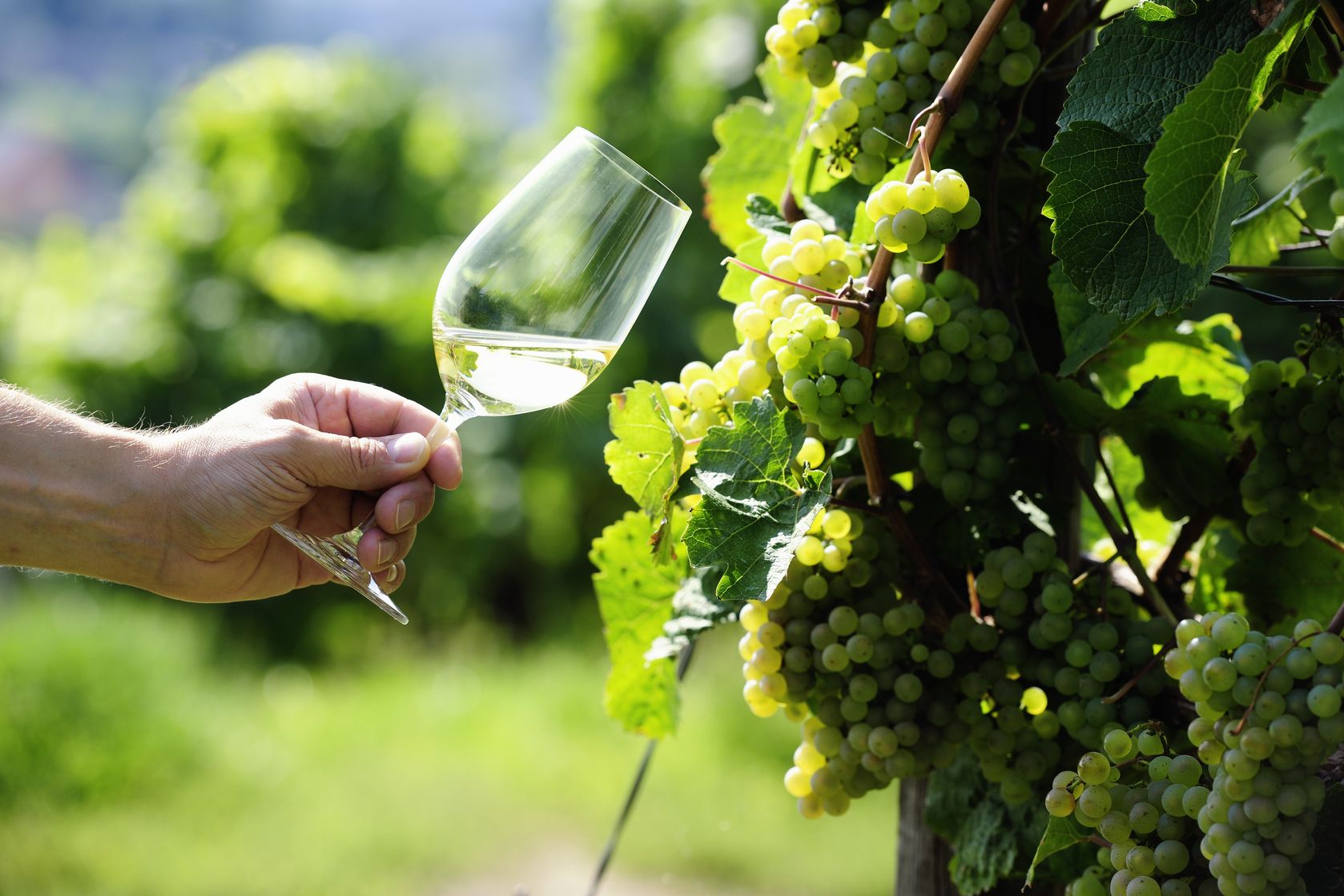 Riesling