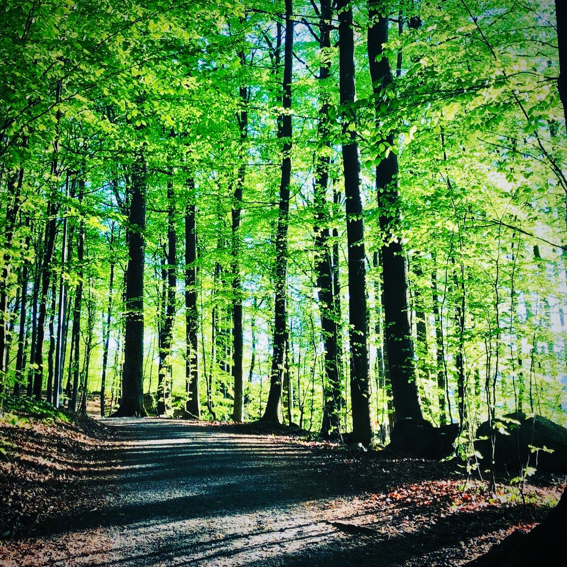 Bøkeskogen_2
