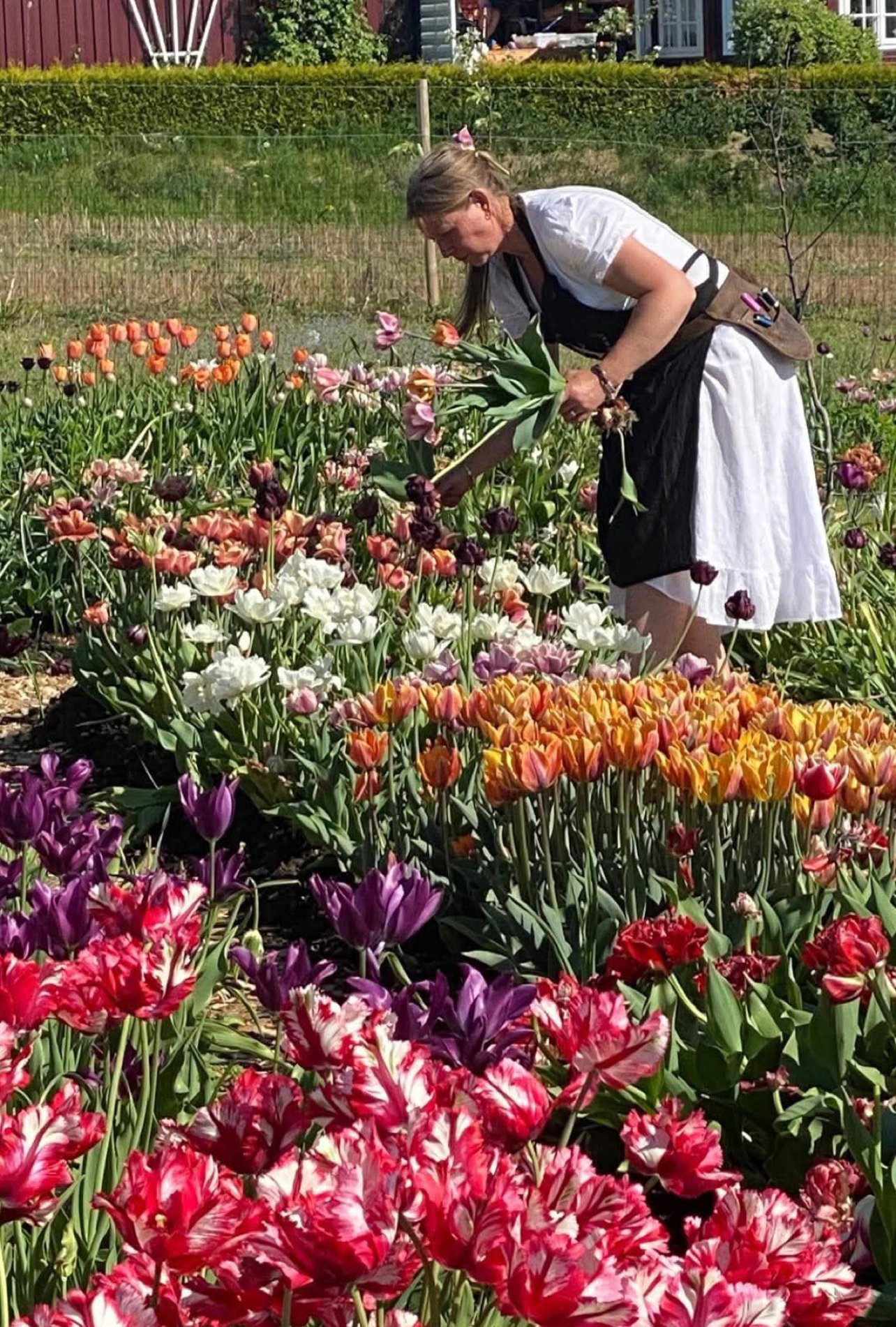 Tulipaner