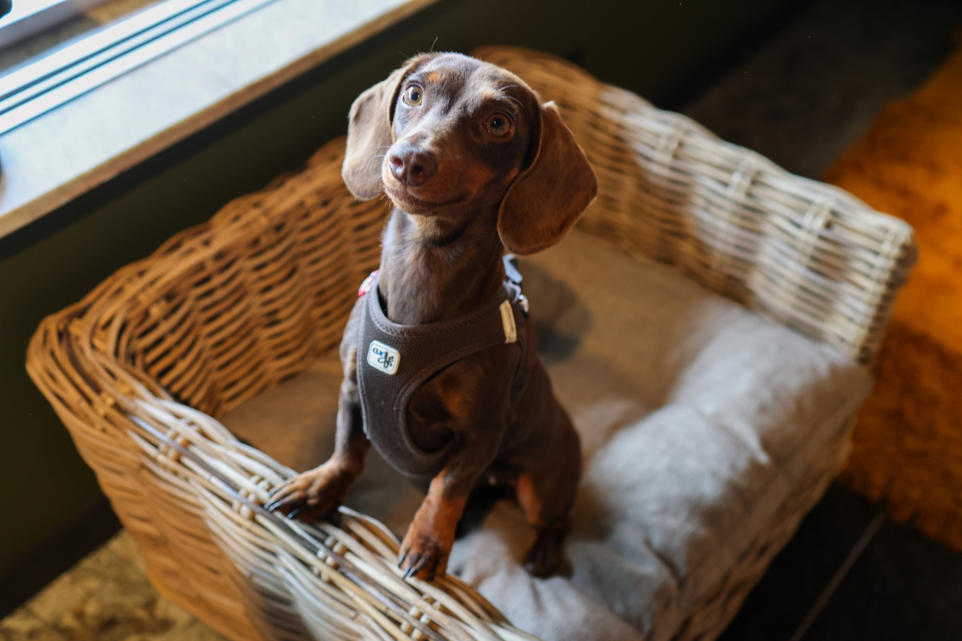 Hund_SMS_16479_Foto_Chatarina_Lundin (1)