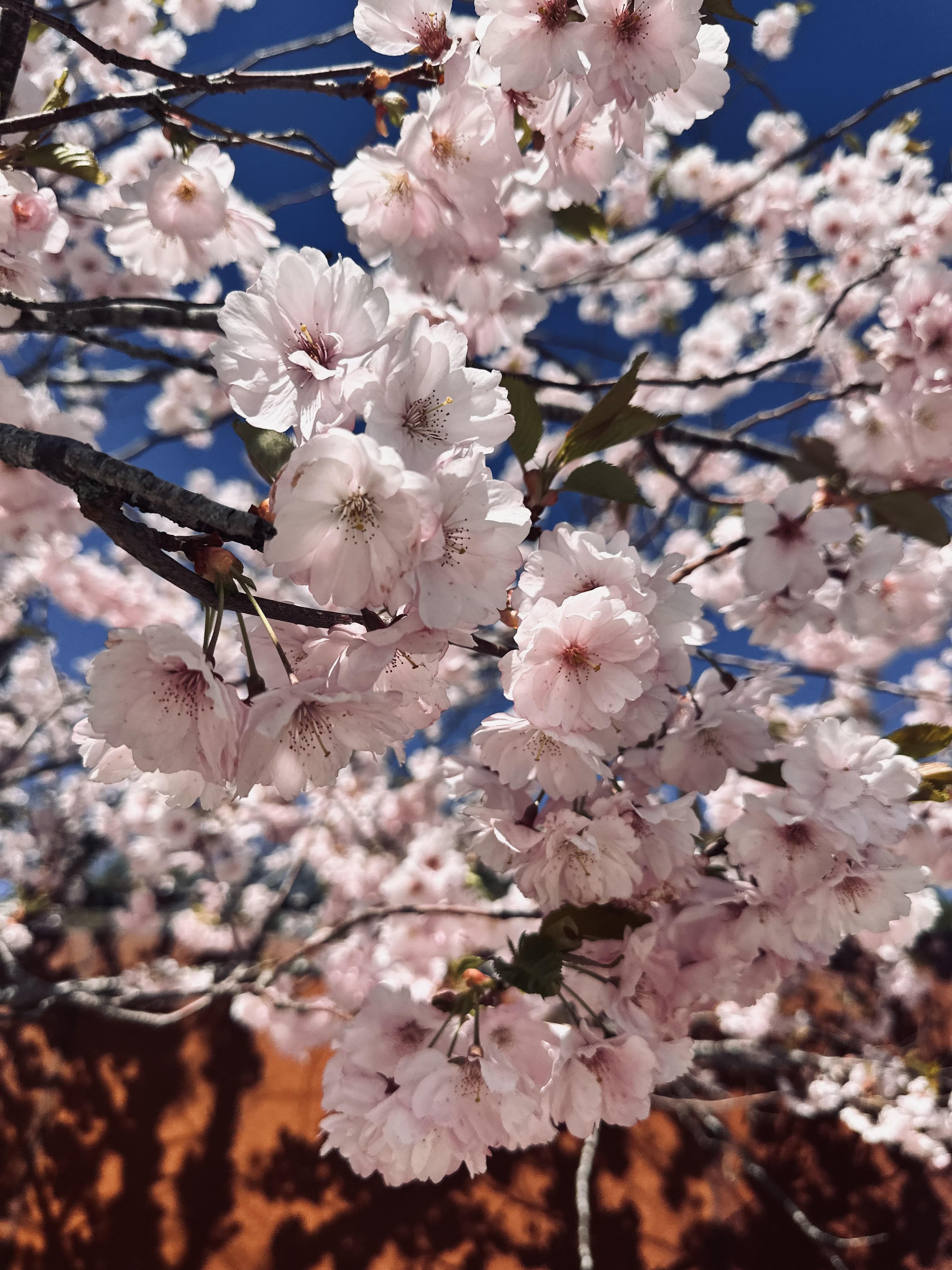 CHERRY BLOOM YASURAGI