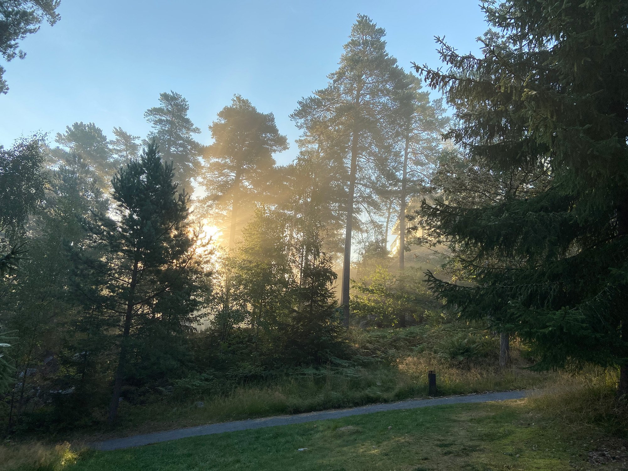 Early morning_Skog
