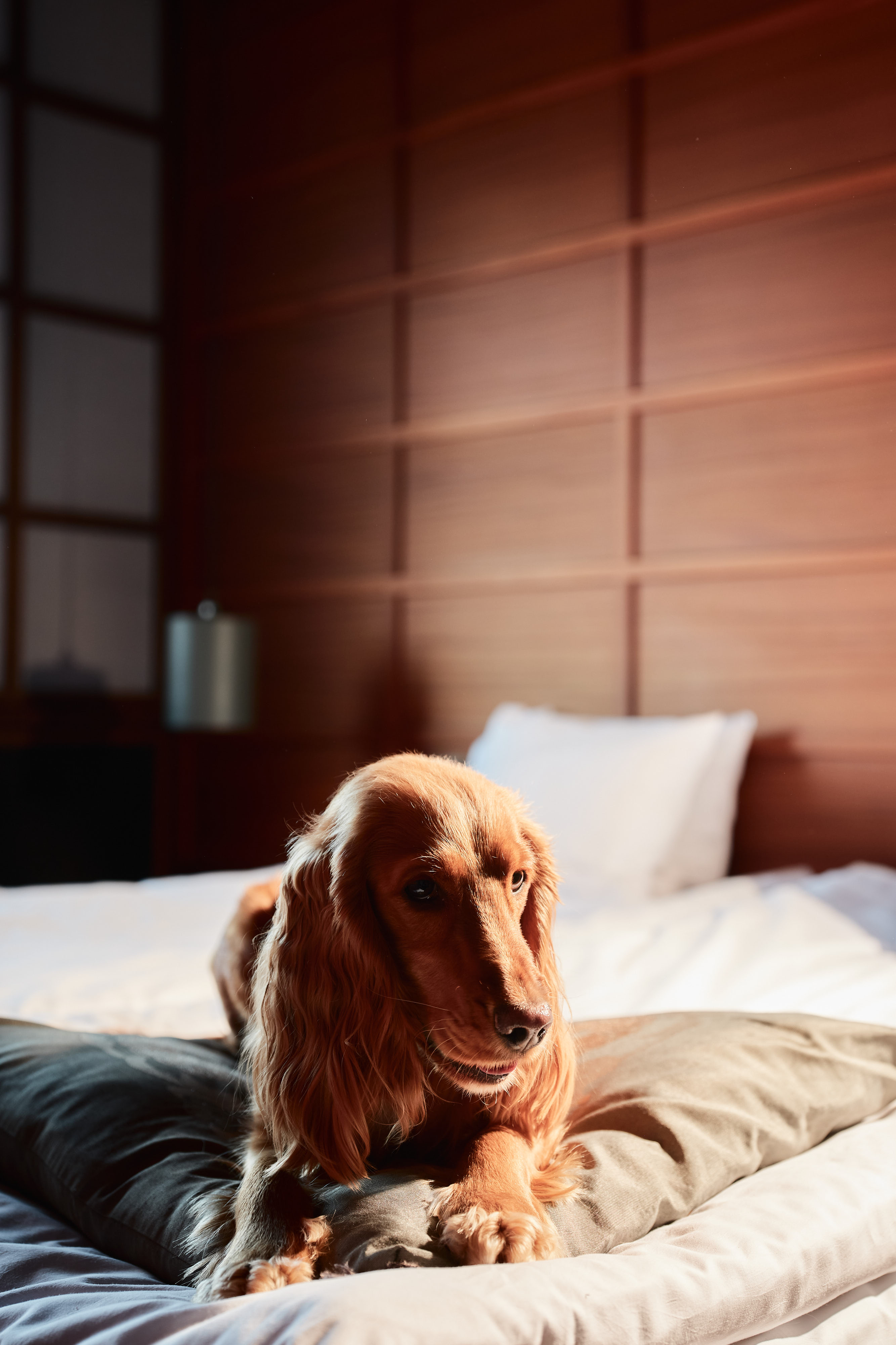 Hund på rum_Yasuragi