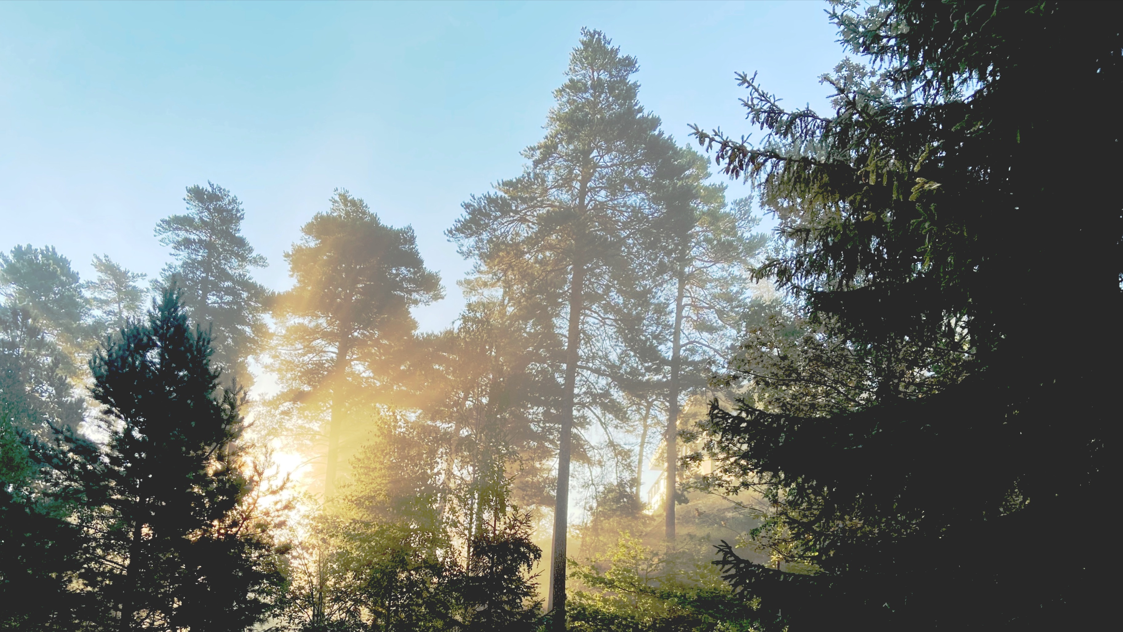 early-morning-skog-01-jpg