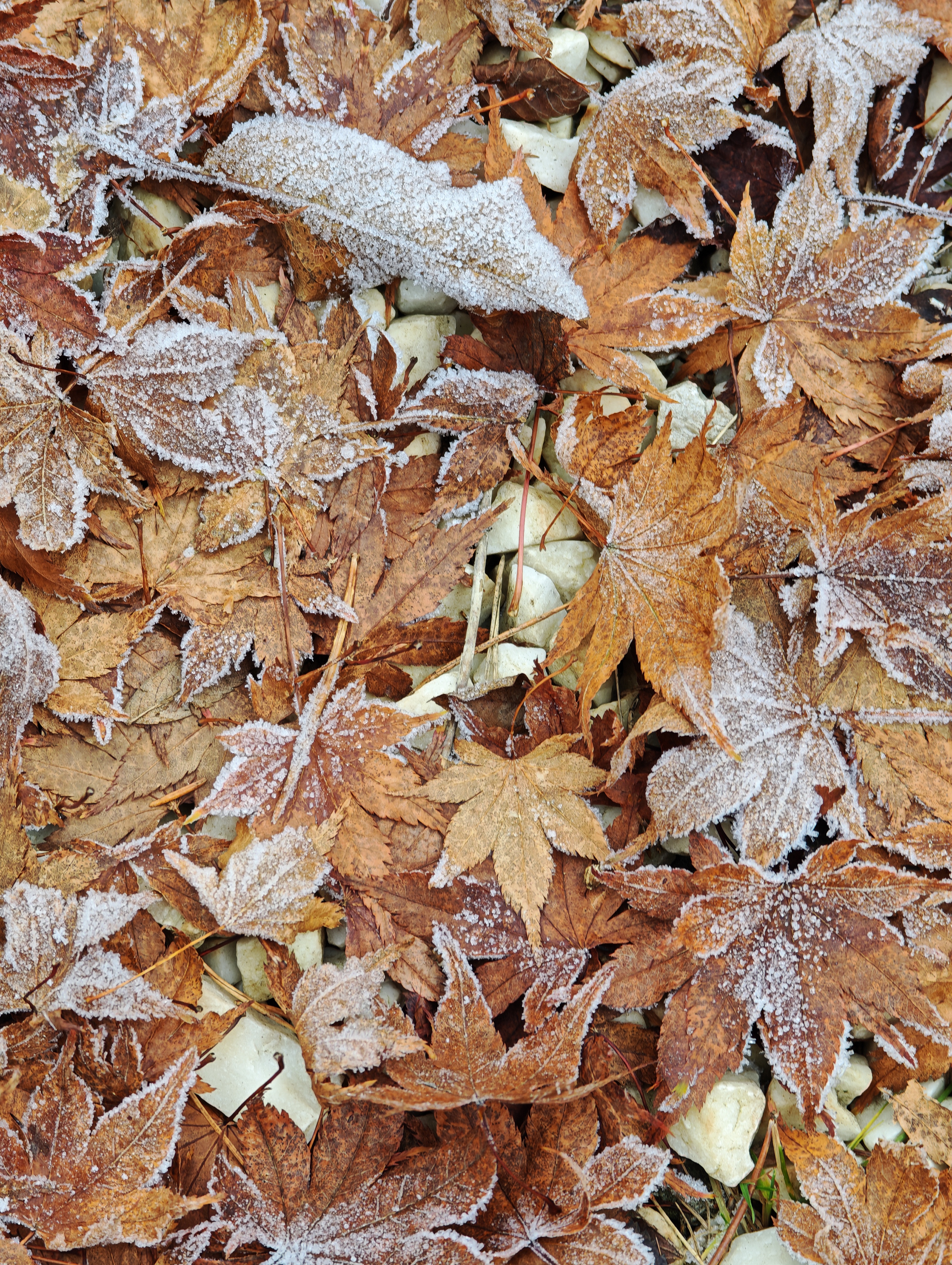 IMG_20251119_140318 (1)