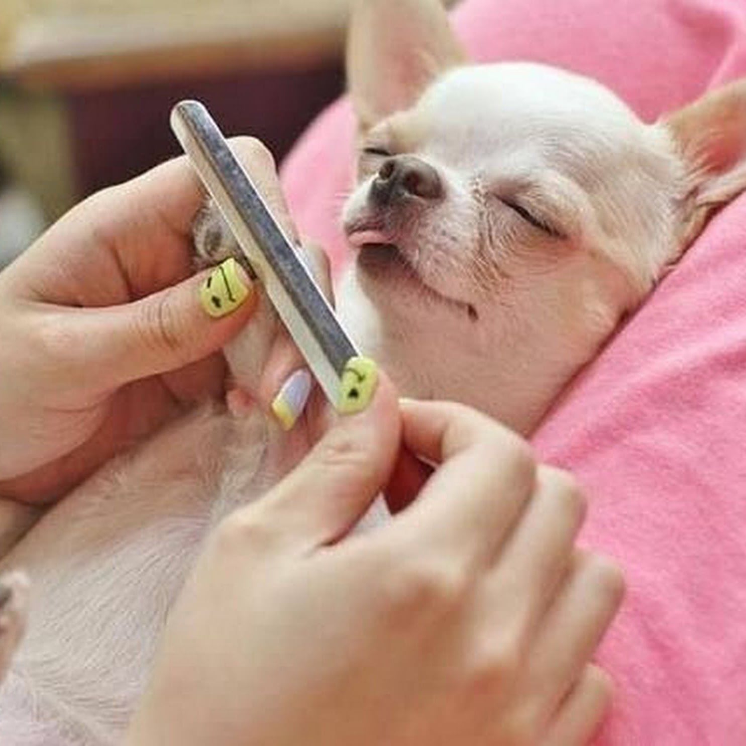 Chiuaua får kloklippning